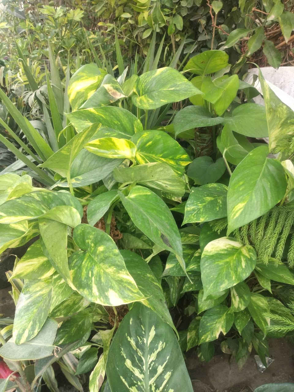 مسواك جديد في المشل من الضليات والخارجيات الدائميه والموسميه وعنب وعرموط وتين تركي ابيض واسود  وخوخ ومشمش  وتفاح نوعيتين  شرابي وكاغدي ورارنج وبرتقال ونومي حامض العنوان المسيب الشيوخ مجاور عمارة دولفين  مقابل لميس الفرع الاول


**إذا كنت صاحب هذا الإعلان وتريد حذفه لأي سبب، رجاءا أرسل رسالة إلى الدعم الفني**