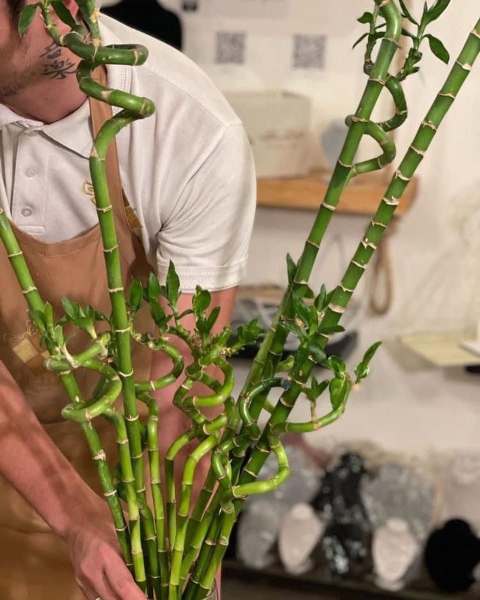 عصى موسى (البامبو) مع الدورق الزجاجي
أضف لمسة جمالية وهدوء إلى بيتك أو مكتبك 🌿

✅ عصى موسى (البامبو) الواحدة: 3,000دينار
✅ الدورق البلاستك الشفاف: 3,000 دينار
🚚 التوصيل إلى جميع المحافظات: 5,000 دينار

🌱 سهلة العناية
🌱 مظهر أنيق وراقي
🌱 مناسبة للمنازل والمكاتب والهدايا

للاستفسار أو طلب المنتج يرجى مراسلتنا على الخاص.💌


**إذا كنت صاحب هذا الإعلان وتريد حذفه لأي سبب، رجاءا أرسل رسالة إلى الدعم الفني**