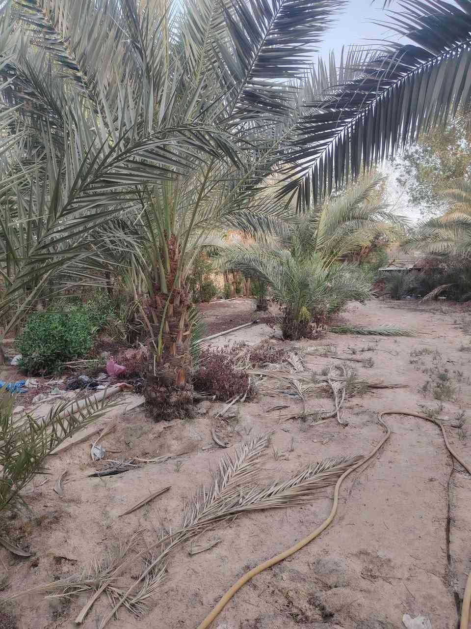 اكرر النشر بسبب الوعود الكاذبه مزرعه للبيع مسيجه حجر ومرتبه ومكان راقي كلش مساحته ١٣٣٥ متر منطقه هدوء وكافة الخدمات قريبه تبعد عن الشارع ٥٠ متر طابو ٢٥ مدوار بسمك بيه بيت صغير مرتب وبيه اشجار . العنوان الكوفه البراكيه شارع المطار القديم الاستفسار اكثر اتصل وتدلال  *********** @ ***********
