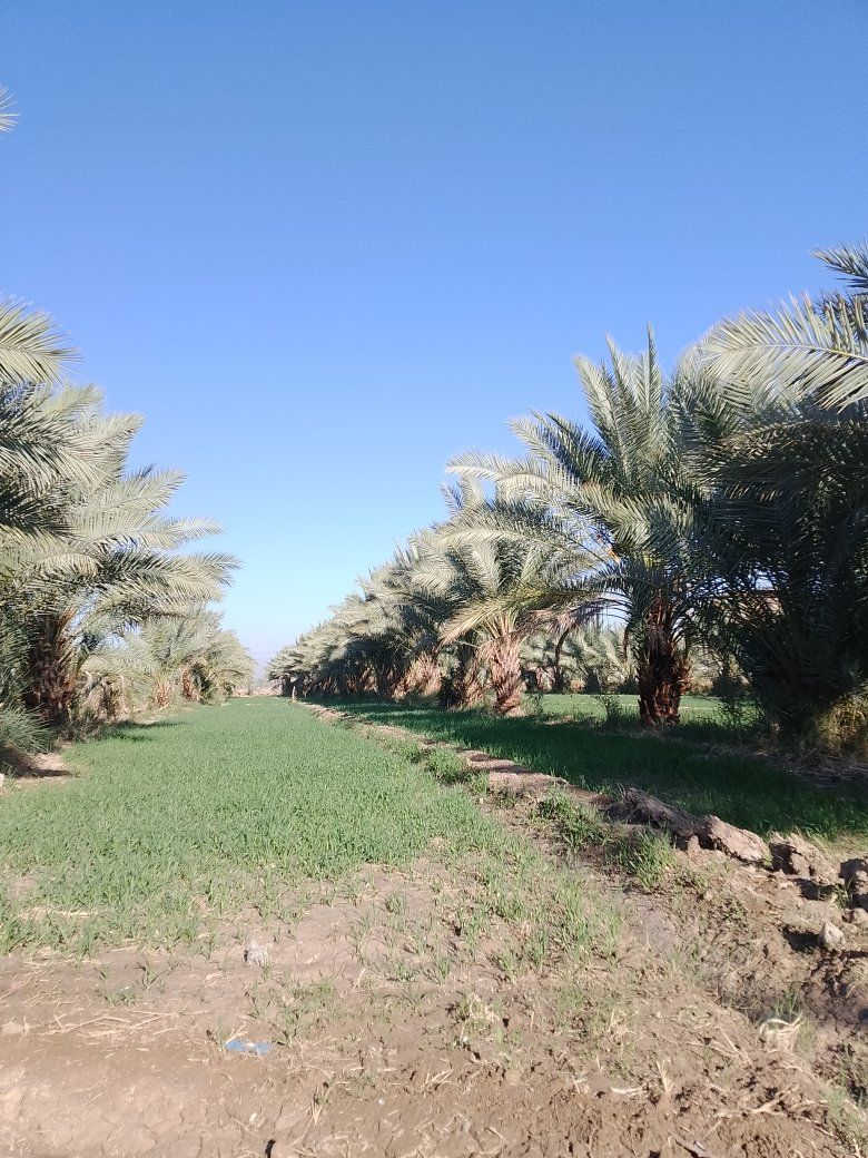 السلام عليكم يوجد لدينا خمسه دونم اللبيع طابو زراعي سند 25 المكان بابل على بزل حجي علي الاستفسار ***********
