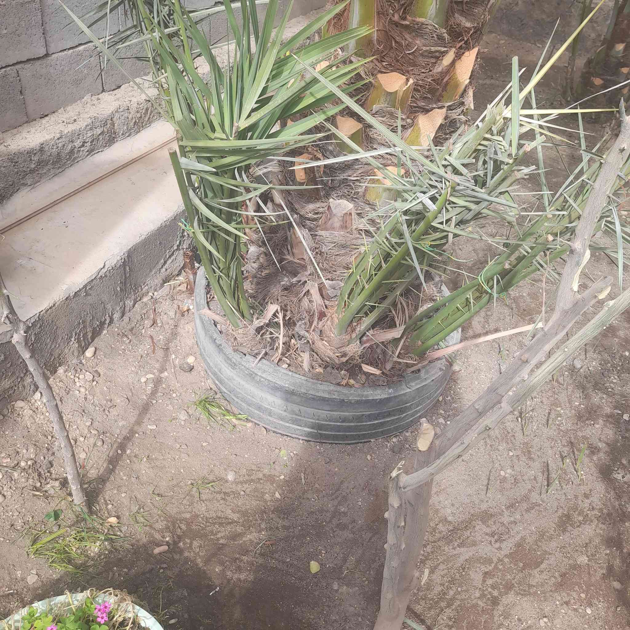 يوجد نخلات للبيع
صنف معموري


**إذا كنت صاحب هذا الإعلان وتريد حذفه لأي سبب، رجاءا أرسل رسالة إلى الدعم الفني**