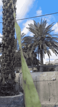 تنسيق حدائق • قطع نخيل • أبو ضياء العبيدي