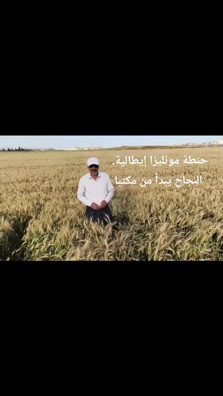 حنطة مونليزا ايطالية صنف عمودي مبكر... توزيع وإشراف مكتبنا... ومن الله التوفيق والنجاح. 🌹🌹🌹🌹🌹🌹🌹🌹🌹🌹


**إذا كنت صاحب هذا الإعلان وتريد حذفه لأي سبب، رجاءا أرسل رسالة إلى الدعم الفني**