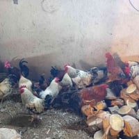 ديوكه • عرب • خشنه