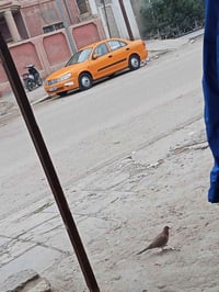 نيسان سني 2009  يباني الون ابيض ومصبوخه تكسي تبريد ثلج  حدديه جديده ام...