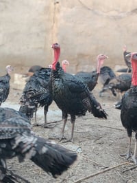 للبيع فسيفس أمريكي الاصلي يوصل وزنه الى 25 كيلو الوزن الحالي من ٤ الى ...