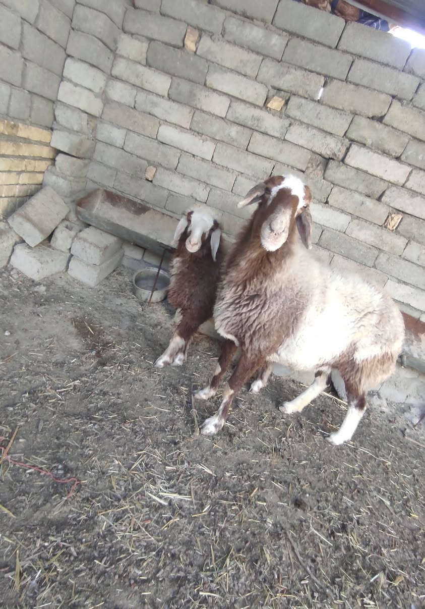 عمي هاذ الجمال ام ثالث النعجه عمي البطها رابع 
نعجه للبيع مطفل او مضرع منزله النعجه سعرها 750سمينه خير من الله
 كرمه بني سعيد ***********
