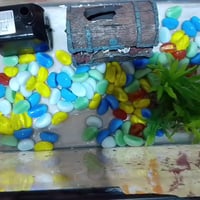 حوض اسماك • طول35 عرض20 • البصره حي الحسين