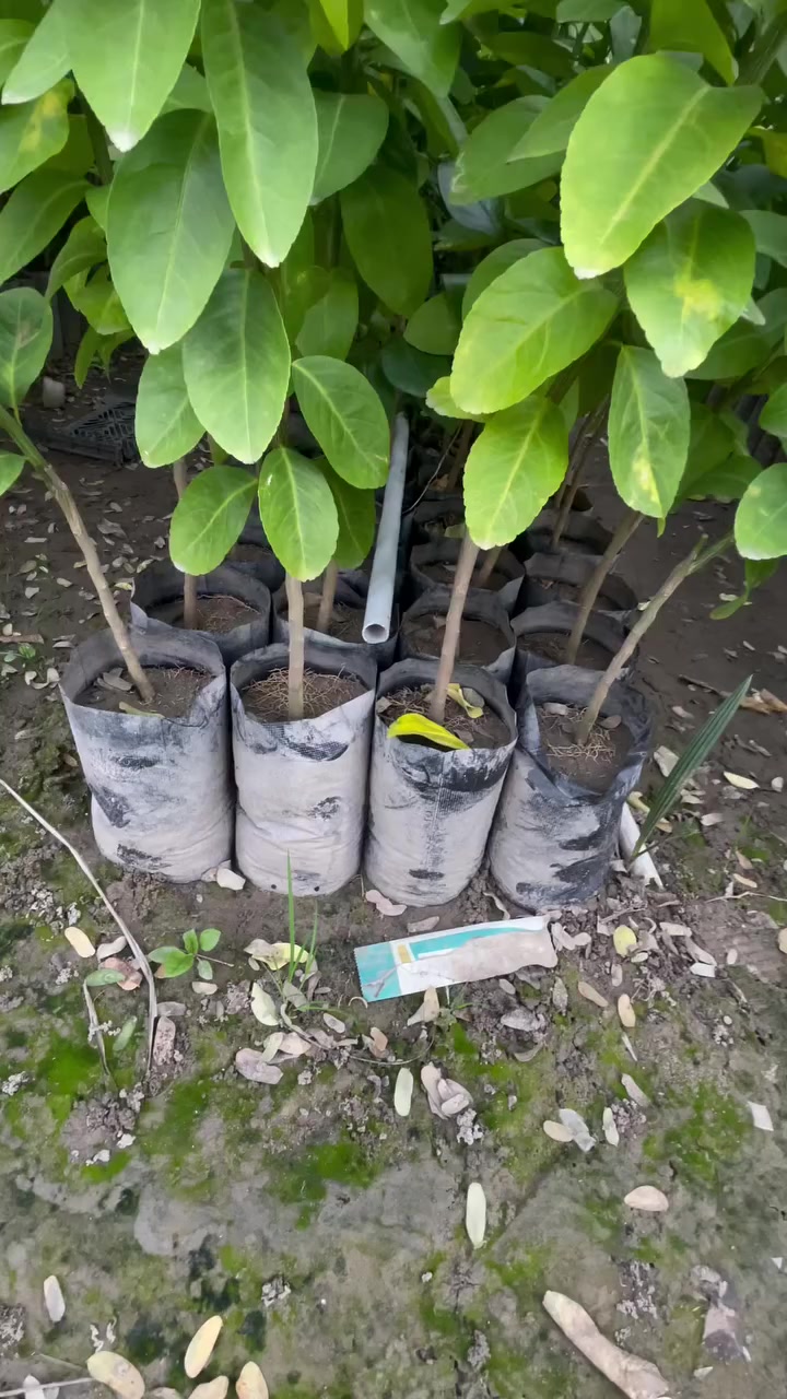 السلام عليكم يتوفر حامض + برتقال + لالنكي + سندي + رارنج كيس ارتفاع متر ونص لحد مترتين + برتقال + لالنكي + رارنج + سندي سندان ارتفاع مترتين لحد ٣ متر اسعار جمله فقط مكاني بغداد الكريعات رقم الهاتف ***********
