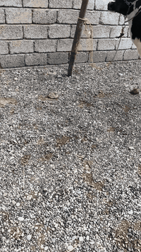 بقره حليب • فريزي اصلي • ثالث بطن