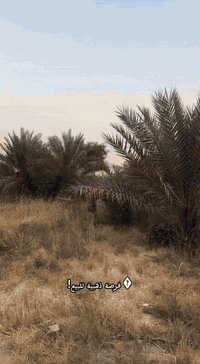 ***********
***********
فرصة ذهبية للبيع! مزرعة 
بمساحة ٢٥٠٠ متر مربع 🔥

يمكنك اقتناء المزرعة كاملة بمساحة ٢٥٠٠ متر أو جزء منها بمساحة ١٠٠٠ متر حسب رغبتك

الكرفان ١٠٠ متر مجهز بالكامل ويحتوي على غرفتين نوم، مطبخ، حمام واستقبال واسع للضيوف

المزرعة مشجرة بنخيل أصيل وتحتوي على ماء وكهرباء متوفرة فورًا

المساحة مسيجة بالبلوك ٥٠x٥٠ متر ومزودة بنظام كاميرات متطور لحماية كاملة

أساس بيت ٢٠٠ متر مشيد وجاهز لتكملة حلمك

🌟 الموقع المثالي في حي غريب السريع الدولي خلف محطة جوهرة العدنان، مكان استراتيجي وسهل الوصول

⚡ لا تفوت الفرصة! للمزيد من التفاصيل تواصلوا معنا فورًا عبر
