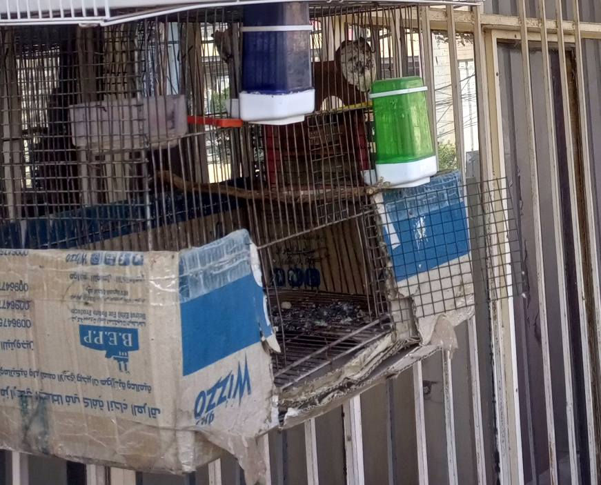 السلام عليكم/عيد مبارك
بسبب ضروف المشتري تم اعادة النشور
متاح للبيع اقفاص عدد 3 
ومصايد بلبل تمر عدد 2
التفاصيل على الخاص او على الواتسأب
***********
***********
