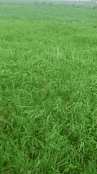 أرض سفح • ٢٠ دونم • الساده آل أمير