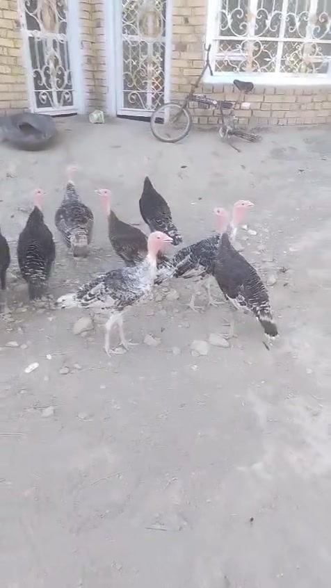 للبيع فسيفسات 
فراريج   دجاج عرب عدد 7
دجاج زينه براهمه 
دجاج زينه عدد ٤ نثايه وفحل
سعر،ع خاص


**إذا كنت صاحب هذا الإعلان وتريد حذفه لأي سبب، رجاءا أرسل رسالة إلى الدعم الفني**