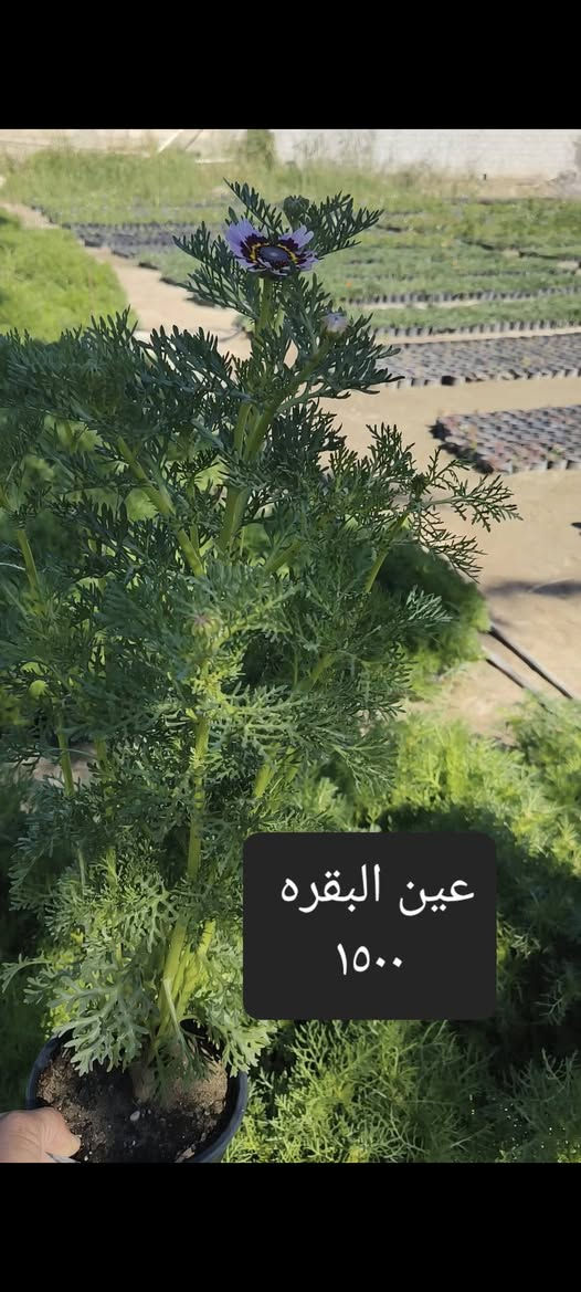 من رخصة الادمن توصيل النباتات مجاني لمناطق واحياء كربلاء
الحجز واتساب ***********
