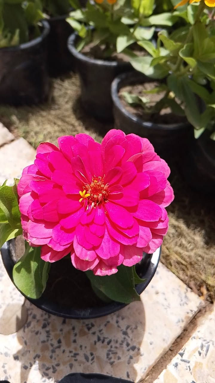 السلام عليكم ورد على الف توصيل موجود


**إذا كنت صاحب هذا الإعلان وتريد حذفه لأي سبب، رجاءا أرسل رسالة إلى الدعم الفني**
