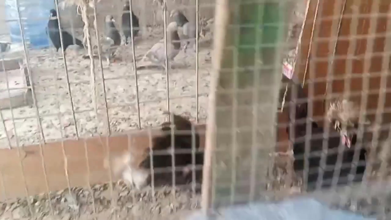 متاح ديج اسباني ودجاجه اسبانيه مضربه بالوني حاليا جاي تبيض وياهن ٤بيظات السعر ٦٠مع البيض لعدم التفرغ


**إذا كنت صاحب هذا الإعلان وتريد حذفه لأي سبب، رجاءا أرسل رسالة إلى الدعم الفني**
