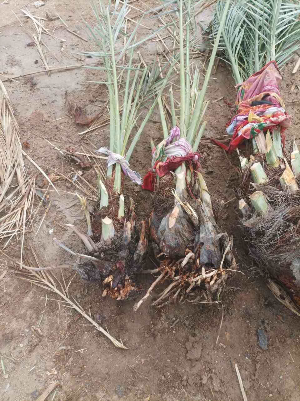 متوفر نخل برحي احاجم اكبار عثوك بيهن عدد 2كبار و2ازغار السعر شلع 450 مكاني كربلاء مع مكاتبه الضمان وعنواني رقمي للتواصل ***********
