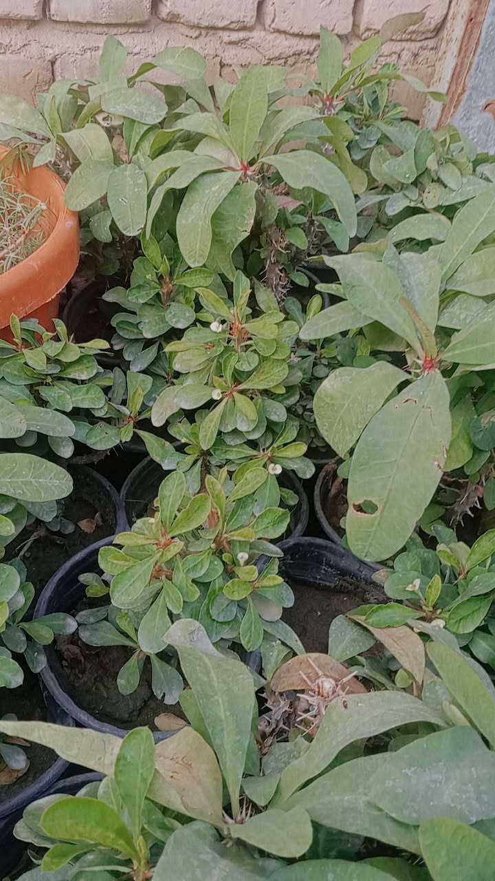 نباتات شمسية الأسعار اسفل صور
الحجز. والاستفسار مراسلة ع الخاص 
يتوفر توصيل 🛺🛺🛺


**إذا كنت صاحب هذا الإعلان وتريد حذفه لأي سبب، رجاءا أرسل رسالة إلى الدعم الفني**