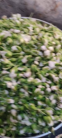 ورد الكبر • كيلوات • مچبوس جاهز