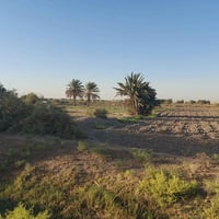النكار • ١٠ دونم • طابو زراعي