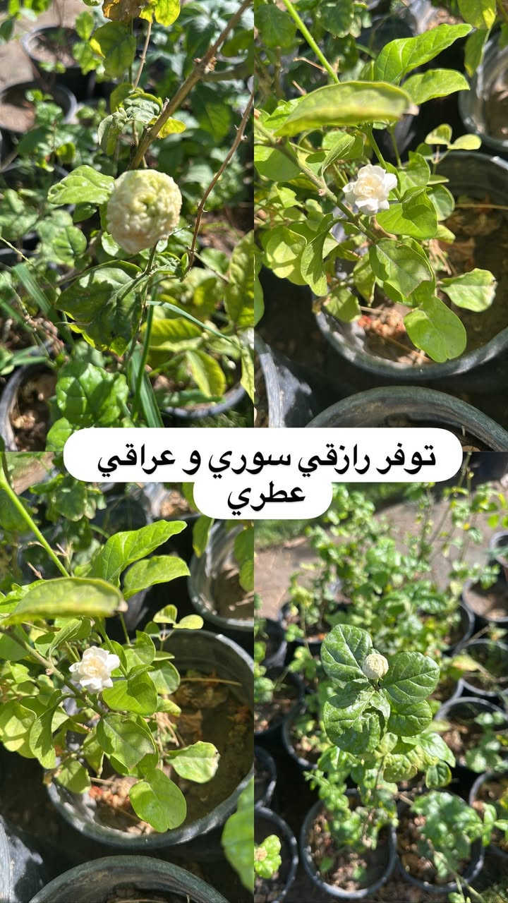 اللهم صلي وسلم على سيدنا محمد وعلى اله وصحبة وسلم تسليما.
توفر في مشتل ابو علي الفراجي أنواع الورود المختلفه 🤍

العنوان : بغداد /سلمان باك / قرب جامع سعد /شارع الحدادين 🤍

سوينا لكم بيج على برنامج الإنستقرام لكي نجاوب على اسئلتكم المتنوعه 

اسم البيج : بيج مشتل ابو علي الفراجي 

يوزر البيج: l0.33.m

رابط البيج:https://www.instagram.com/l0.33.m?igsh=bGZmMGw4bTN2ODZw

مشتل ابو علي الفراجي يرحب بالجميع 🤍


**إذا كنت صاحب هذا الإعلان وتريد حذفه لأي سبب، رجاءا أرسل رسالة إلى الدعم الفني**