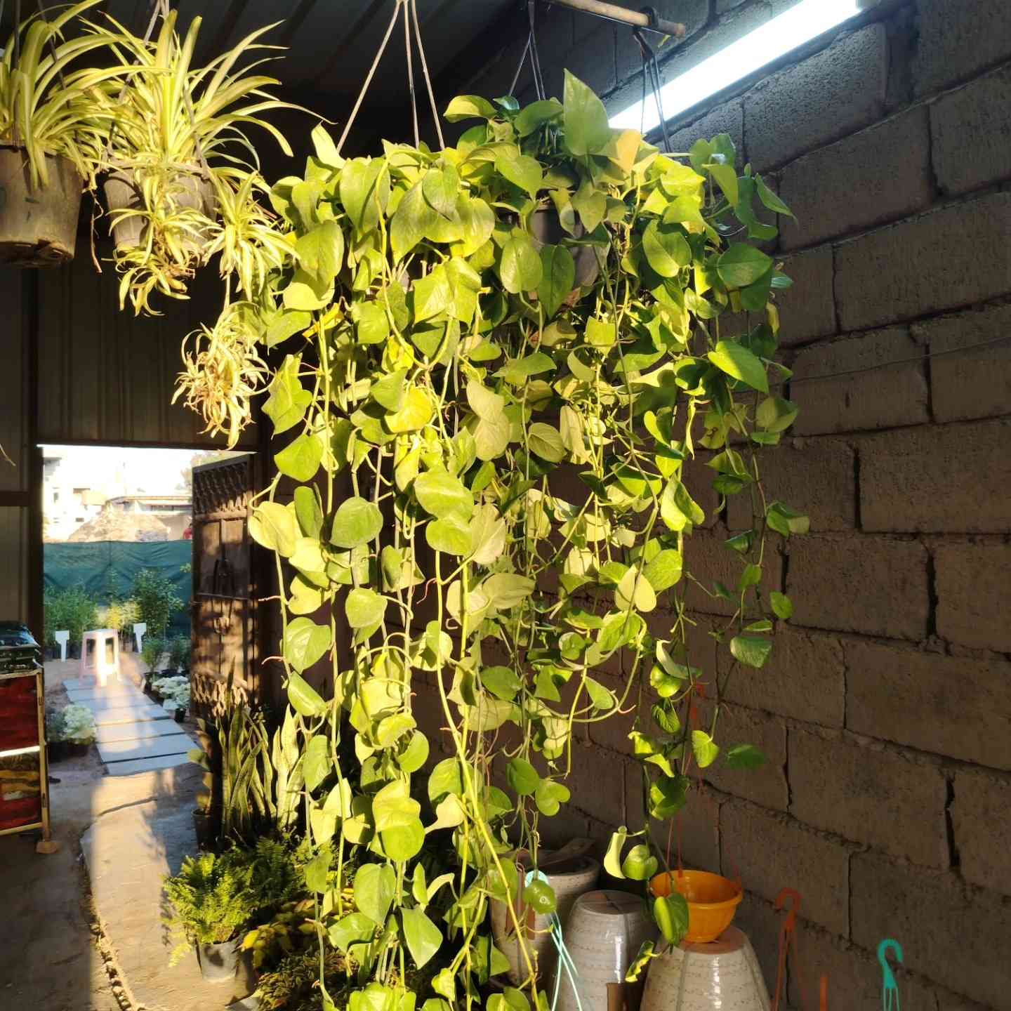 🌿في مشتل الود 🔥🌿
🌱 لبلاب حجم كبير 🌱
الطول أكثر من متر ونص ✨
شكل كثيف وممتد يعطي منظر فخم وطبيعي للجدران، الممرات، والأسوار 🏡🌿
✔️ مناسب للتعليق 
✔️ سريع النمو وسهل العناية
💰 السعر مناسب جداً
📍 العنوان: ديالى – المقدادية – الوجيهية – شارع الأطباء
📲 للحجز والاستفسار واتساب: ***********
الكمية محدودة… أسرع بالحجز 🌿💚
مشتل الود عنوان الجمال والذوق ✨
