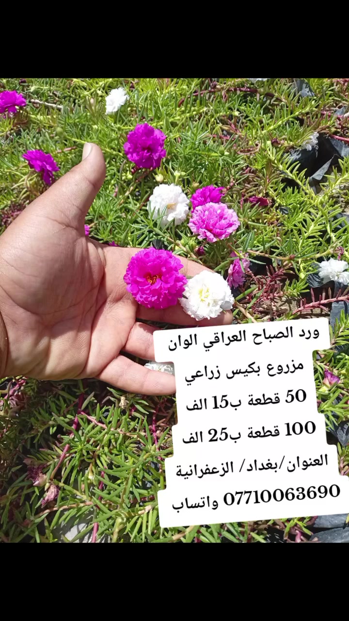 السلام عليكم اخواني
ورد الصباح العراقي الوان متعددة 
مزروع بكيس زراعي 
50 قطعة ب15
100 قطعة ب25 
مكاني/بغداد/ الزعفرانية   // لا  لا يوجد توصيل 🚗🚕
للتواصل/*********** واتساب

