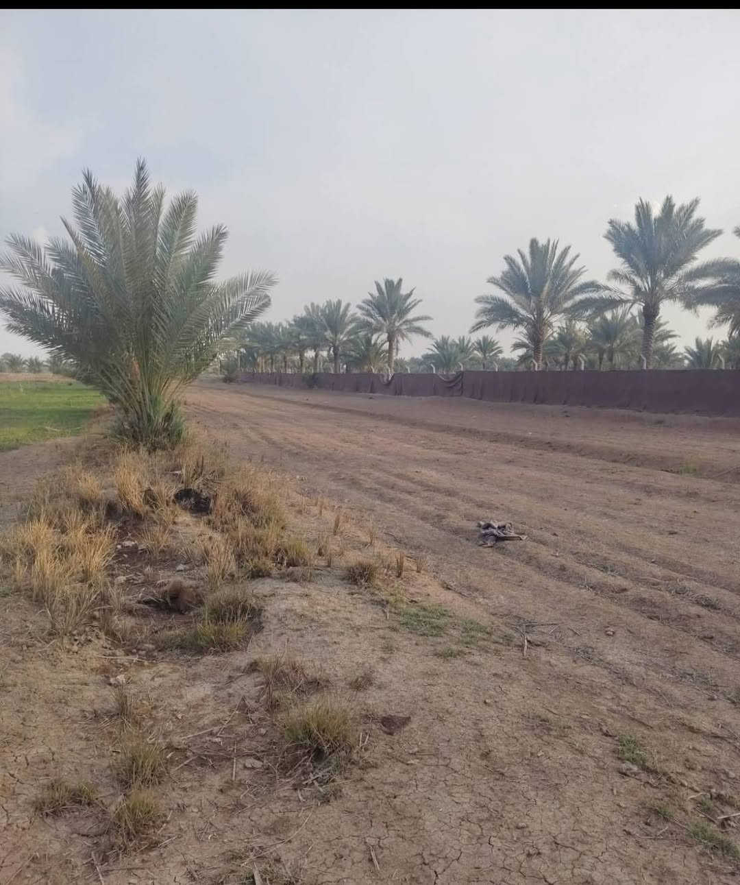 ارض زراعيه للبيع المساحه دونمين ونص طابو زراعي سند ٢٥ الموقع حله ابي غرق خلف مجمع الكوثر السكني خدمات موجوده مي تبليط كهرباء للستفسار ***********
