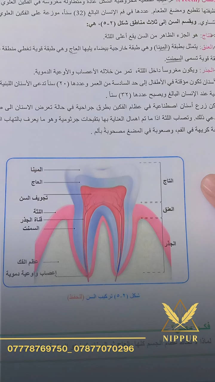 ضمن استعدادنا لـ امتحانات نص السنة
تم فتح دورات مراجعة مركّزة ومكثّفة لمادة الأحياء
تهدف إلى:
تنظيم المنهج وتبسيطه
تثبيت الأفكار الأساسية والمهمة
التركيز على النقاط الأكثر ورودًا في الامتحان
استثمار الوقت بشكل فعّال ومدروس
هذه المراجعة مصمَّمة لتكون شاملة وواضحة،
وتعتمد أسلوب شرح يساعد الطالبة على الفهم الحقيقي وليس الحفظ فقط،
لتدخل الامتحان بثقة واستعداد أفضل ✨
📌 المراجعة مناسبة للطلاب الذين يرغبون بـ:
تعويض ما فاتهم
تثبيت المادة قبل الامتحان
رفع مستواهم خلال فترة قصيرة
وبأسعار مناسبة جداً  

🚏 العنوان:
 أبو غرق – حي السلام – شارع الملاعب ما بين سنتر أنوار القمر و كافتريا أبو رضا

📞 *********** | 💬 ***********
📸 Instagram: nipp.25
📢 Telegram: https://t.me/nipp204

🚨 سارع بالتسجيل… المقاعد محدودة!

#نيبور_لدورات_التقوية_حيث_ننمو_معاً
