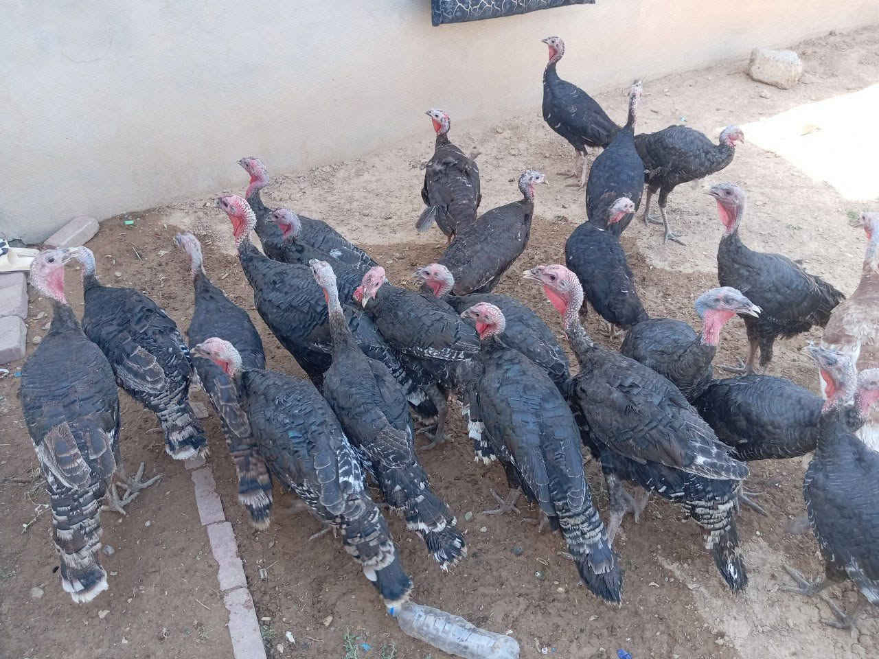 سلام عليكوم علويات للبيع عداد 25 انضاف خشنات درجه ولا كلهن مال بيت فرنسي اسواد بيهن 3 فحول بقي انتايات شراي خبر عل رقم الهاتف مكان بل موصل كلهن مال مزرعه انتايات بيضاط
‏‪***********‬‏
‏‪***********‬‏

