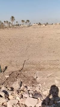 بابل الحله • دونم • زراعي