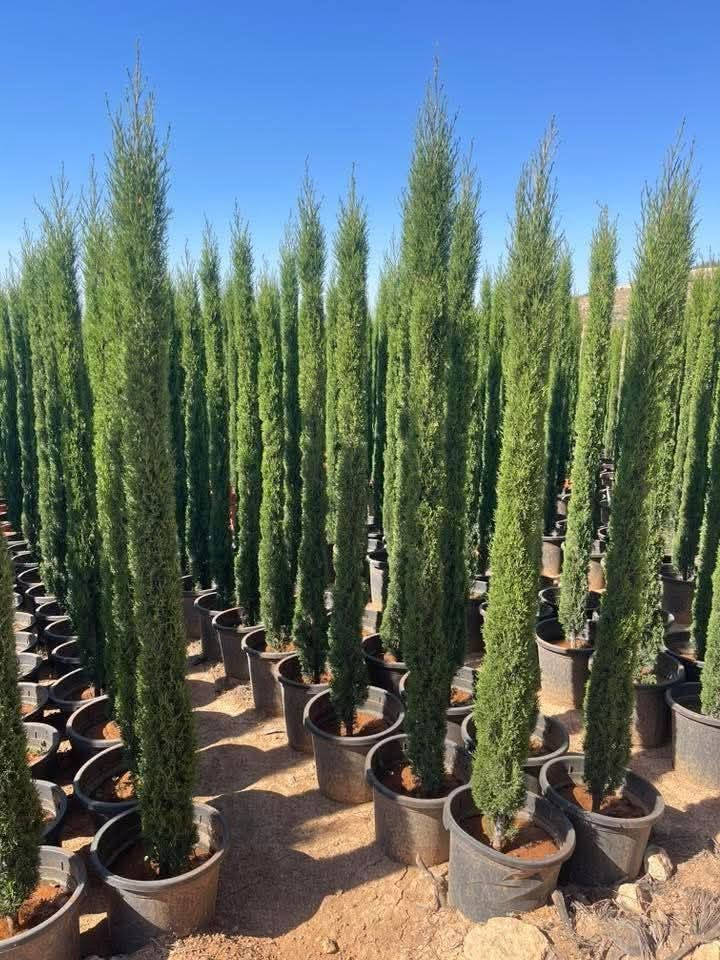 عروض على أشجار السرو التوتم ايطالي دام الخضار والقولد ستار والشماسي
ارتفاع مترين وربع الا مترين ونص واكثر بأسعار حرق🔥🔥 وسعر خاص لاصحاب الكميات 
توصيل مجاني لباب بيتك
للحجز والاستفسار 0770560401


**إذا كنت صاحب هذا الإعلان وتريد حذفه لأي سبب، رجاءا أرسل رسالة إلى الدعم الفني**