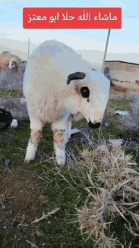 خاروف فحل للبيع 
‏‪***********‬‏
