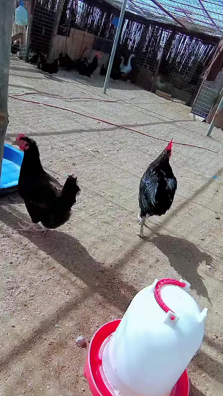 السلام عليكم 
يوجد بيض من هاذا الحلال سود طلك
 سعر الطبقه 45الف 
مكاني بصره مطيحه شارع الزيتون قرب سيد عدنان الفرع الاول الفرع الثاني ام قصر قرب بايبات الغاز السائل 
***********
