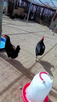 بيض حلال • سود طلك • مطيحه بصره