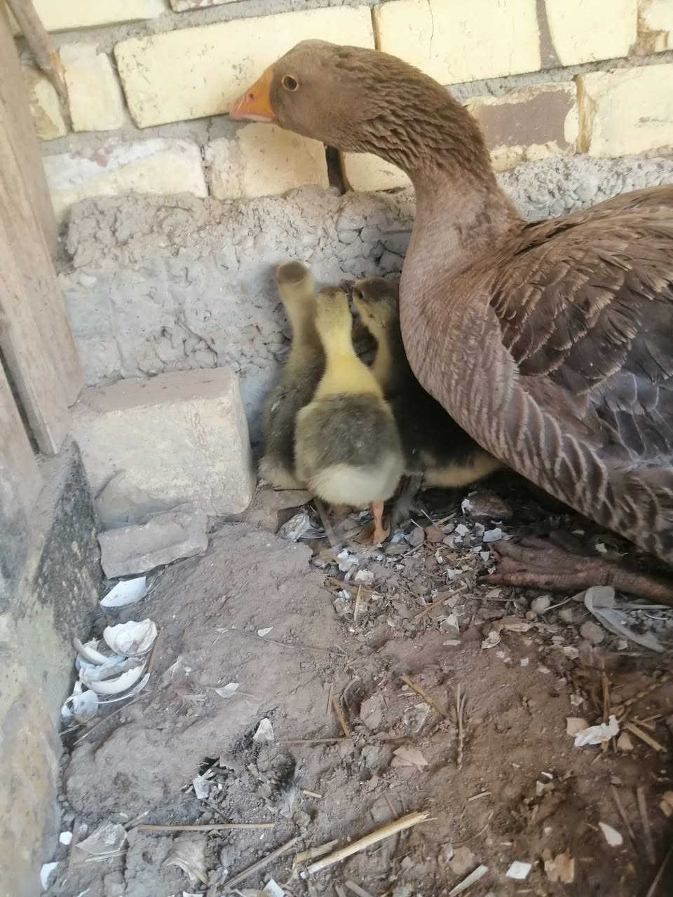 متاح بطه معه افراخهه ثلاثه بيهن ثنين كوبرا واحد عراقي حلوات ونضيفات كلهن عمرهن ٢٥ يوم الي يريدهن بخدمته سعرهن هنه وامهن ب ٥٠ 
توصيل موجود 
#الديوانية_مكانهن.. ***********
