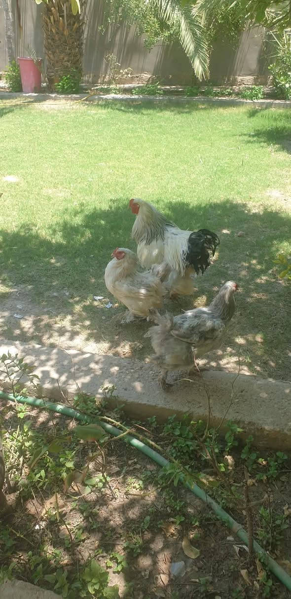 للبيع فسيفسات 
فراريج   دجاج عرب عدد 7
دجاج زينه براهمه 
دجاج زينه عدد ٤ نثايه وفحل
سعر،ع خاص


**إذا كنت صاحب هذا الإعلان وتريد حذفه لأي سبب، رجاءا أرسل رسالة إلى الدعم الفني**