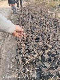 شتلات عنب • شده تركيه • حله سياحي قريه الساده