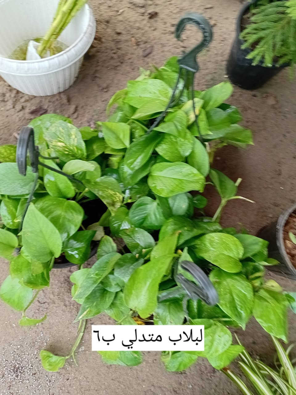 مشتل جنى على شارع العام مقابل جامعه الكوت ويوجد لدينا خدمة توصيل


**إذا كنت صاحب هذا الإعلان وتريد حذفه لأي سبب، رجاءا أرسل رسالة إلى الدعم الفني**