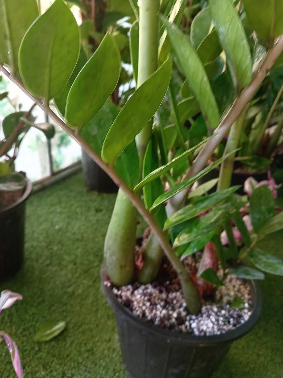 الطيبون سنابل ... حتى و إن جفوا صاروا قمحا🫰🌾
طيب الله اوقاتكم بالخير والسعادة #متابعيني الكرام
زاميا 💚🪴🪴🪴🪴🪴
اقوى نبات حسب نظري 
هو نبات استوائي قريب للعصاريات قوي جدا اقوى من الصبار و حسب تجربتي الشخصية صار تقريبا اكثر من شهر و لا قطرة مي لانه النبات يتحمل عطش بسبب وجود ابصال اسفل الجذر تعتبر بمثابة خزانات للماء و ايضا الورقة عصارية تتحمل الحر و الجفاف🥰🥰🌺💕💕💕🪴🌷🦋🦋🦋
متوفر في مشتلنا 🪴🪴🪴🦋💕


**إذا كنت صاحب هذا الإعلان وتريد حذفه لأي سبب، رجاءا أرسل رسالة إلى الدعم الفني**