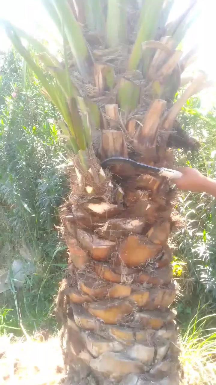 تكريب نخل وتلكيح برتب تفاصيل الاتصال ***********
