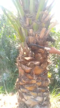 تكريب نخل وتلكيح برتب تفاصيل الاتصال 07819774982