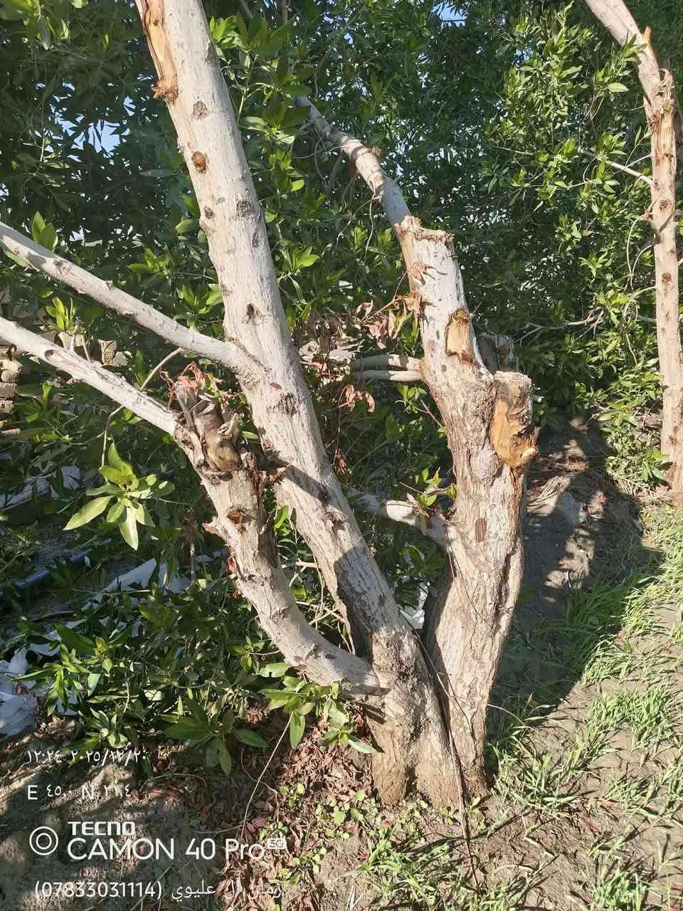 سلام وعليكم. اشتري جميع الشجار  شعدك من شجر اشتري مكصوص.    ما مكصوص  نبك  كاربس اثل كالبتوز غرب.   بس رمشلي وخابرك 

***********
