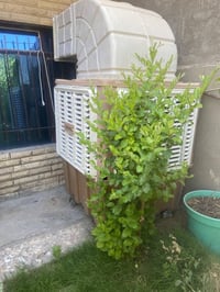 مبردة • حجم كبير • صيف واحد