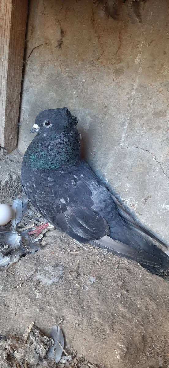 متاح زوجين كعاكيل الفحله بيذنجانيات والطواير زنجاريات مثل ماواضحات بالصوره سعر الزوجين ب 40 مجالهن بصيط المكان تكريت عوينات ***********
