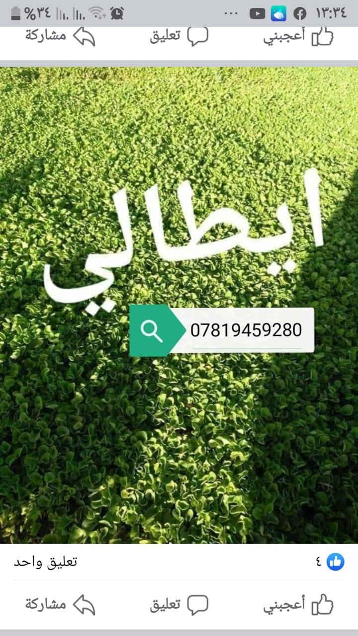 اللهم صلي على محمد وعلى آل محمد  
توجد لدينا جميع النواع الثيل  ١ الهندي ٢والاسباني ٣والفرنسي ٤والايطالي ٥والانكليزي ٦ والاربعه فصل 
سعر القطه ب ٧٠٠ دينار 
سعر المتر المربع ب٢٠٠٠ بالفين دينار
  يوجد خصم قيم من الاسعار 
مع مع زياده في الأمتار  يوجد كادر عمل متخصص 
مستعدين لتجهيز  جميع الحدائق الكبيره  والصغيره 
والملاعب ودوائر الدوله 
يوجد توصيل جميع المحافظات 
***********
***********

