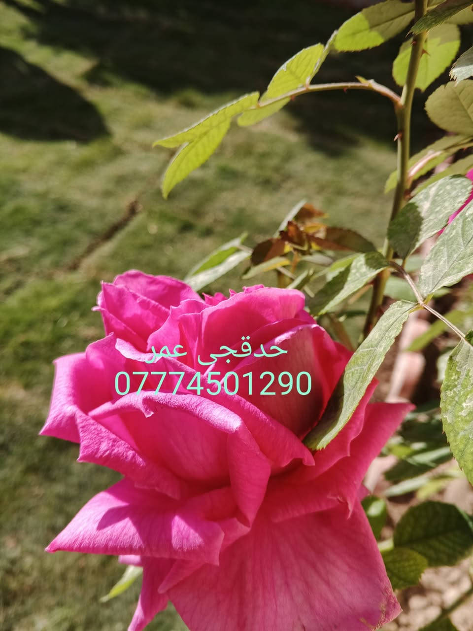 تنظيف حدائق تقليم الاشجار
تصميم وديكورات حدائق  
زراعة الاشجار والشتلات والورود والثيل بأنواعة هندي إيطالي 
ورقي فرنسي 
فرش زميج ترميم الحدائق القديمة وكل ما يخص الحدائق كركوك اقضية ونواحي 
*********** اتصال 
*********** واتساب
