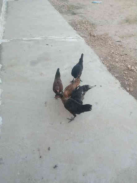 عندي فراريج لبيع خمسه ويبين الديج من الدجاجه السعر 30وبيهن مجال
الاتصال ***********
