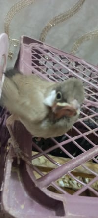 بلبل • للبيع • طير • حيوان اليف